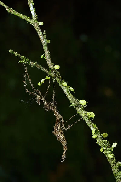 Lichen mimic walking stick
