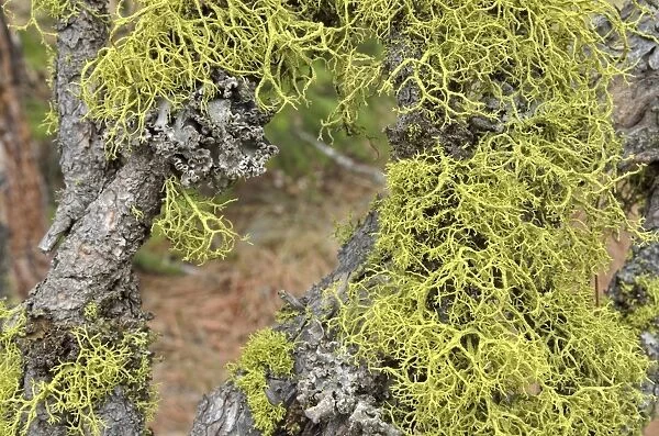 Lichen species -Usnea-, Coeur d'Alene, Idaho, USA