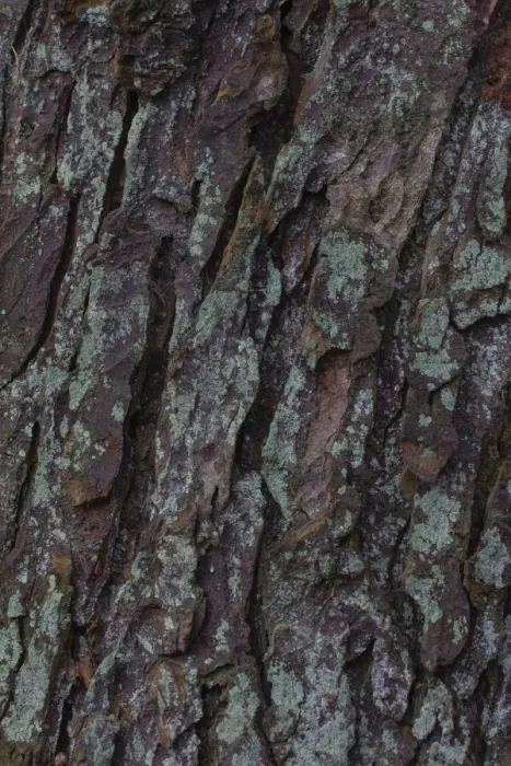 Framed Print : Lichen on tree bark, Germany Framed Print : Lichen on tree bark, Germany