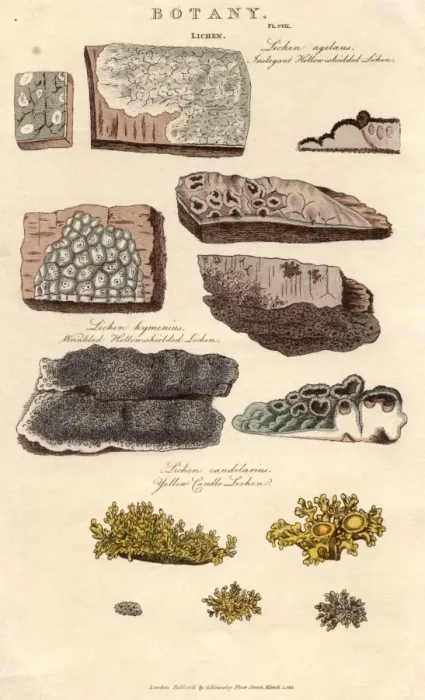 Framed Print : Lichens. 1st March 1812: Various species of lichen Framed Print : Lichens. 1st March 1812: Various species of lichen