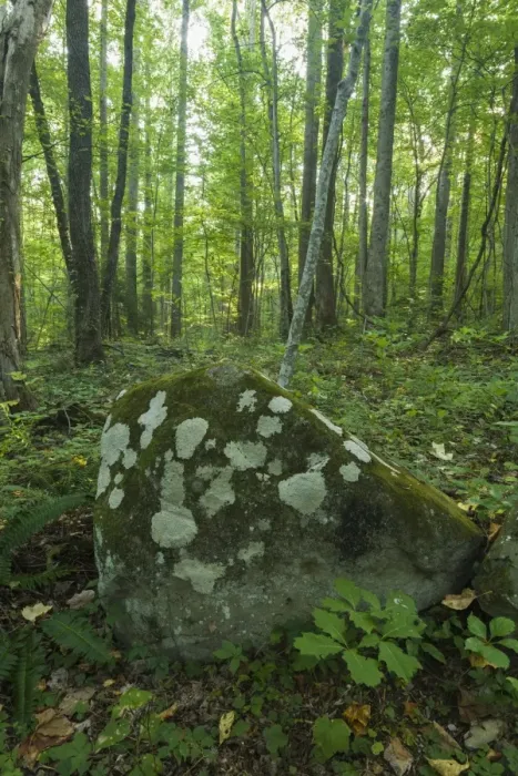 Framed Print : Lichens and moss on a boulder Framed Print : Lichens and moss on a boulder