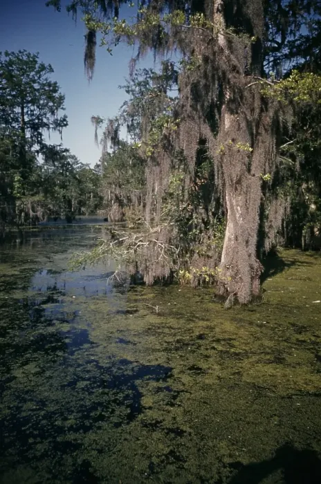 Framed Print : Life On The Bayou Framed Print : Life On The Bayou