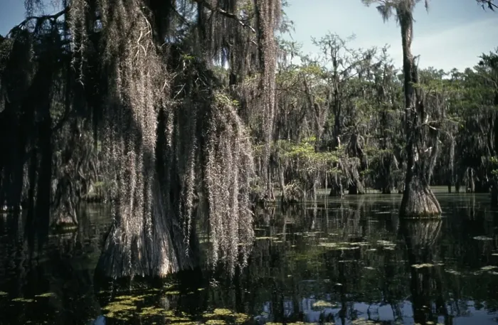 Framed Print : Life On The Bayou Framed Print : Life On The Bayou