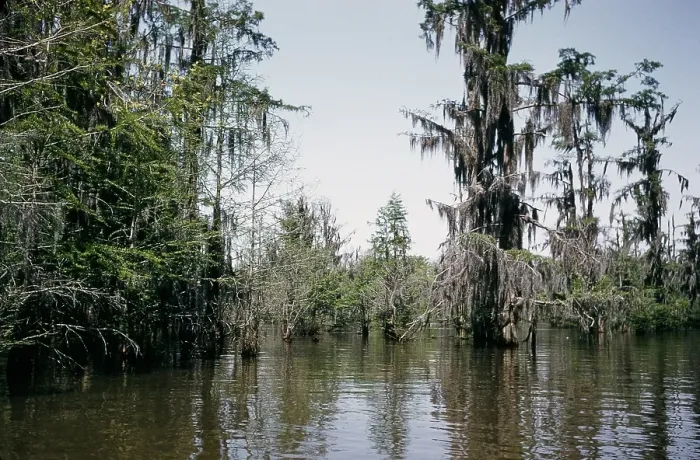Framed Print : Life On The Bayou Framed Print : Life On The Bayou