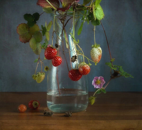 Still Life With Strawberry Plant