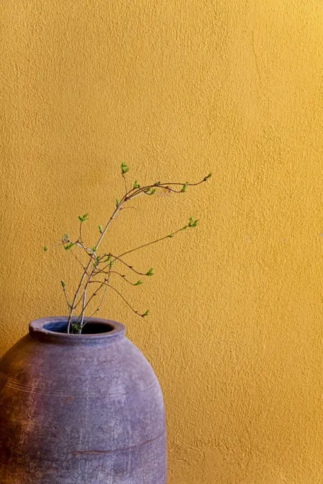 Framed Print : Still life with a terracotta amphora and a branch in front of a yellow wall, Turkey Framed Print : Still life with a terracotta amphora and a branch in front of a yellow wall, Turkey