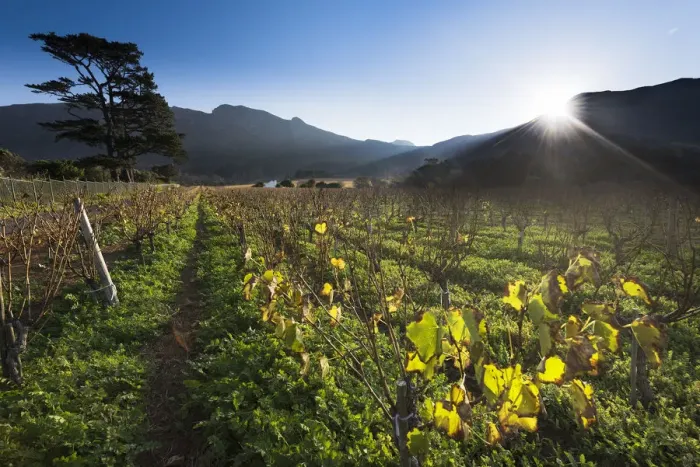 Framed Print : Last light of day on Klein Constantia Estate, Cape Town. RSA