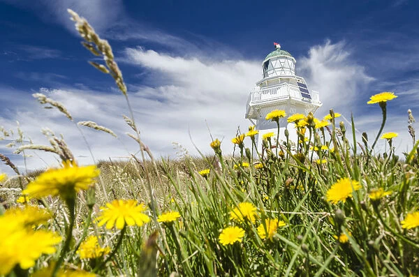 Lighthouse at Waipapa Point with clouds at back, Hawkweed -Hieracium- at front, Otara, Fortrose, Southland, New Zealand, Oceania