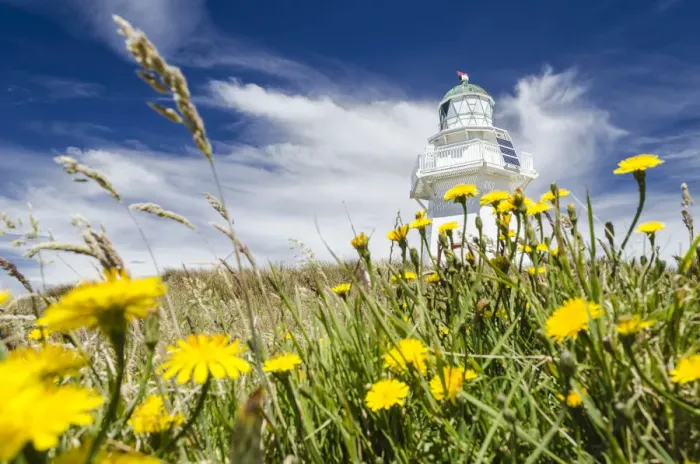 Framed Print : Lighthouse at Waipapa Point with clouds at back, Hawkweed -Hieracium- at front, Otara, Fortrose, Southland, New Zealand, Oceania Framed Print : Lighthouse at Waipapa Point with clouds at back, Hawkweed -Hieracium- at front, Otara, Fortrose, Southland, New Zealand, Oceania
