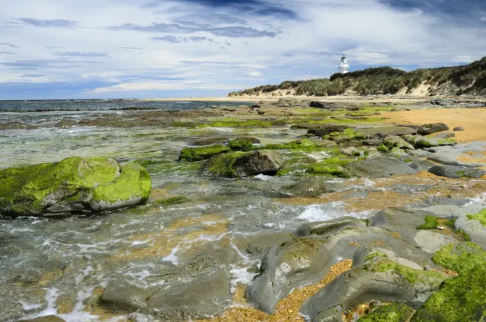 Framed Print : Lighthouse at Waipapa Point with clouds in the sky, algae covered rocks at the front, Otara, Fortrose, Southland Region, South Island, New Zealand Framed Print : Lighthouse at Waipapa Point with clouds in the sky, algae covered rocks at the front, Otara, Fortrose, Southland Region, South Island, New Zealand