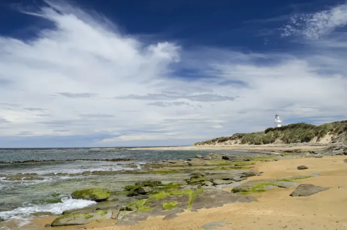 Framed Print : Lighthouse at Waipapa Point with clouds in the sky, sandy beach with algae covered rocks at the front, Otara, Fortrose, Southland Region, South Island, New Zealand Framed Print : Lighthouse at Waipapa Point with clouds in the sky, sandy beach with algae covered rocks at the front, Otara, Fortrose, Southland Region, South Island, New Zealand