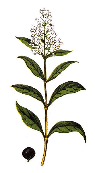 Ligustrum vulgare (wild privet, also sometimes known as common privet or European privet)