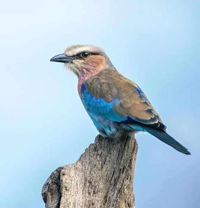 Framed Print : Lilac Breasted Roller close Up Perched on Stump in Serengeti National Park Framed Print : Lilac Breasted Roller close Up Perched on Stump in Serengeti National Park