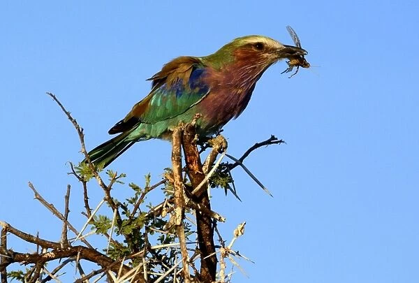 Lilac-breasted Roller -Coracias caudatus-, with a caught grasshopper, Etosha National Park, Namibia