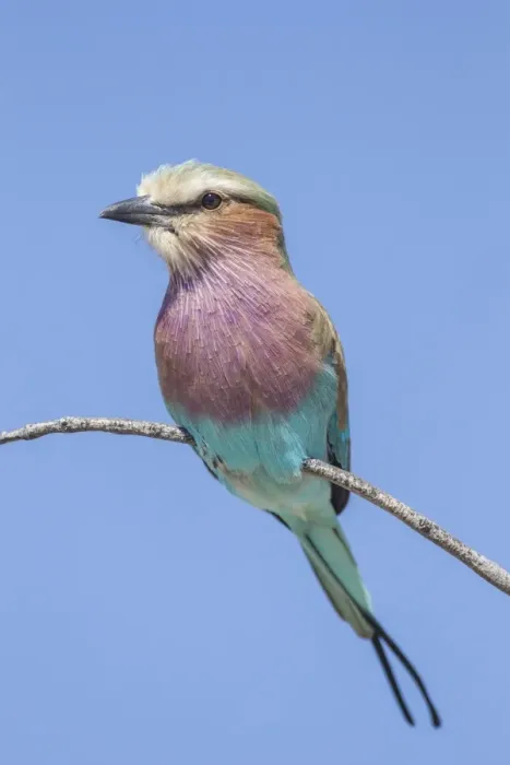 Framed Print : Lilac-breasted roller -Coracias caudatus-, Etosha National Park, Namibia, Africa
