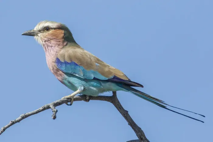 Framed Print : Lilac-breasted roller -Coracias caudatus-, Etosha National Park, Namibia, Africa