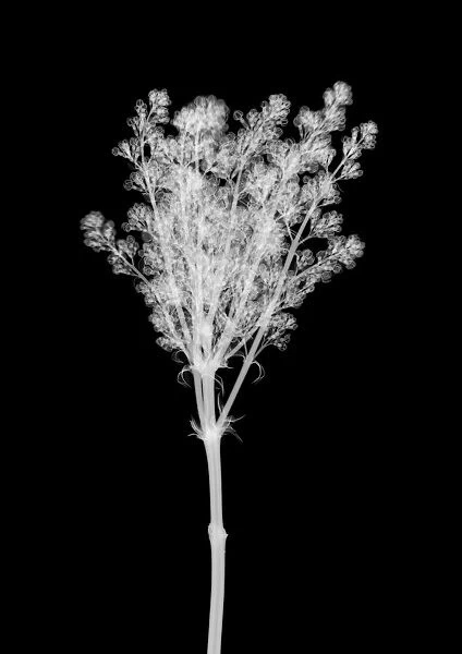 Lilac flower (Syringa sp. ), X-ray