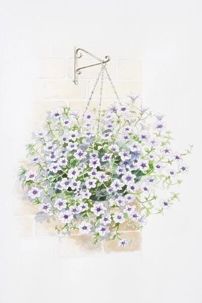 Lilac flowers of Petunia Surfinia Series in hanging basket