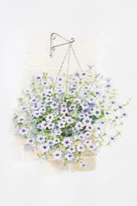 Framed Print : Lilac flowers of Petunia Surfinia Series in hanging basket Framed Print : Lilac flowers of Petunia Surfinia Series in hanging basket