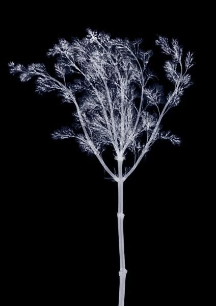Lilac (Syringa sp. ), X-ray