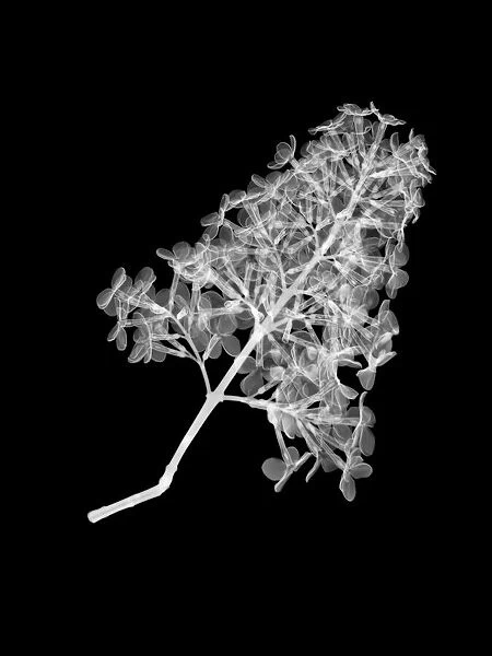 Lilac (Syringa vulgaris), X-ray