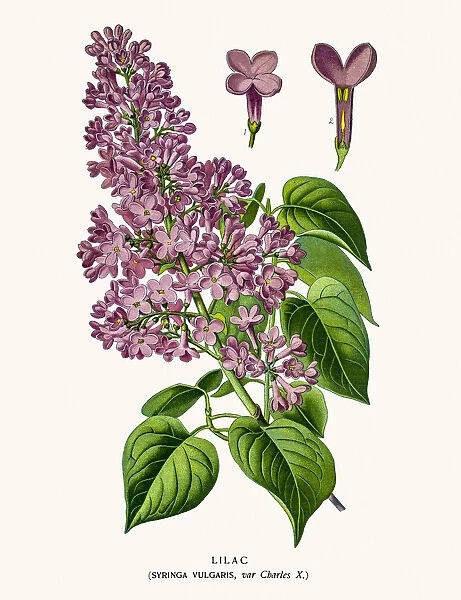 Lilac tree flower