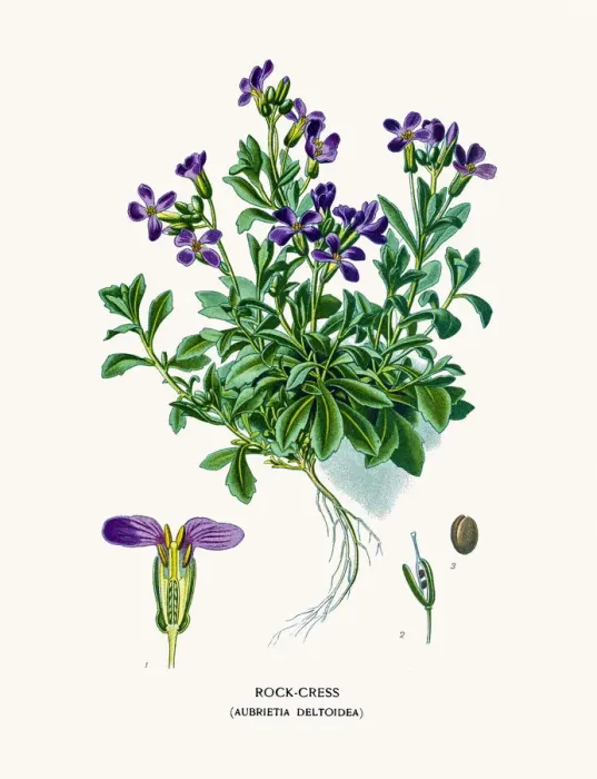 Framed Print : Lilacbush or purple rock cress Framed Print : Lilacbush or purple rock cress