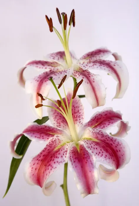 Framed Print : Lilies. Stargazer lilies Framed Print : Lilies. Stargazer lilies