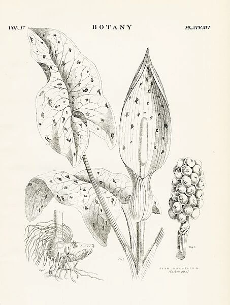 Lilies engraving 1877