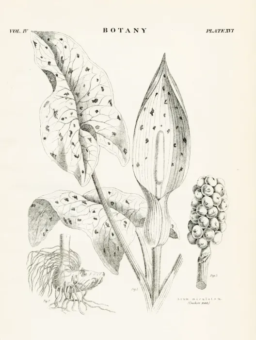 Framed Print : Lilies engraving 1877 Framed Print : Lilies engraving 1877