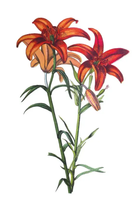 Framed Print : Lilies flower Framed Print : Lilies flower