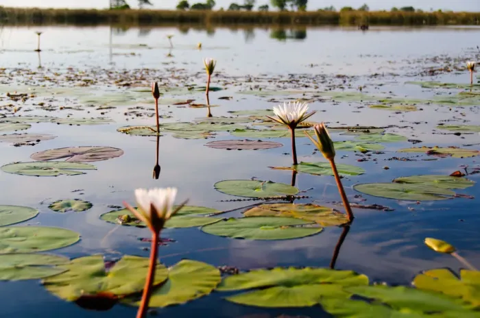 Framed Print : Lillies. Okavango Delta, Botswana Framed Print : Lillies. Okavango Delta, Botswana