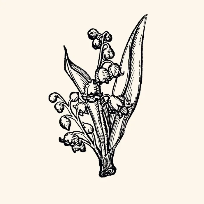 Framed Print : LILLY OF THE VALLEY : DESIGN ELEMENT (high resolution with lots of detail) Framed Print : LILLY OF THE VALLEY : DESIGN ELEMENT (high resolution with lots of detail)