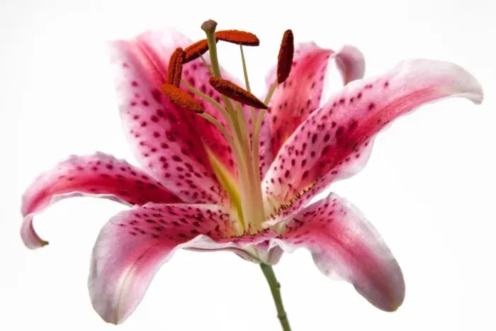 Framed Print : Lily flower Framed Print : Lily flower