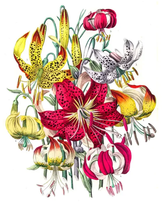 Framed Print : Lily flowers engraving 1853