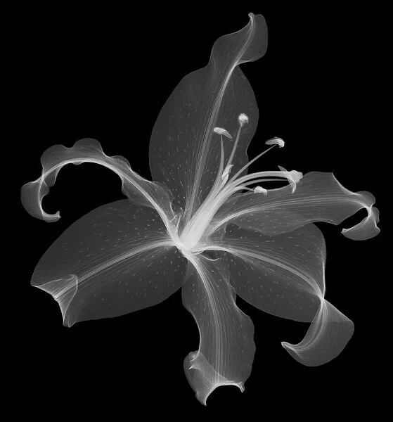Lily head (Lilium sp. ), X-ray