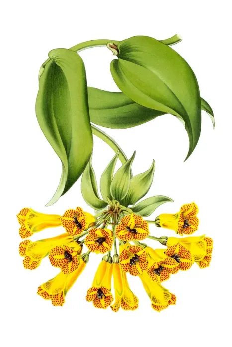 Framed Print : lily of the Incas Astromeria 19th century illustration Framed Print : lily of the Incas Astromeria 19th century illustration