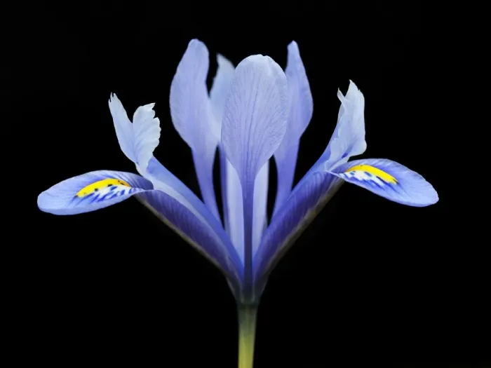 Framed Print : Lily -Lilium- Framed Print : Lily -Lilium-