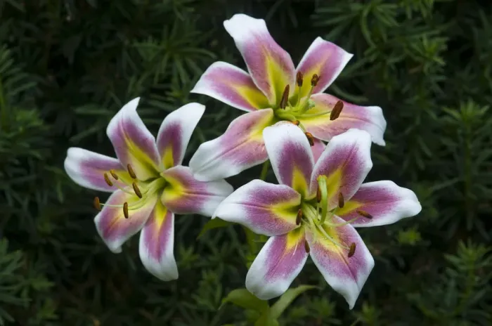 Framed Print : Lily (Lilium) Oriental hybrid Framed Print : Lily (Lilium) Oriental hybrid