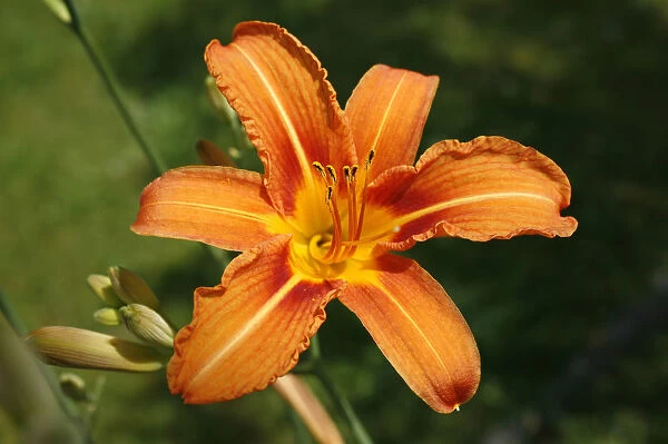 Lily -Lilium sp. -, flower