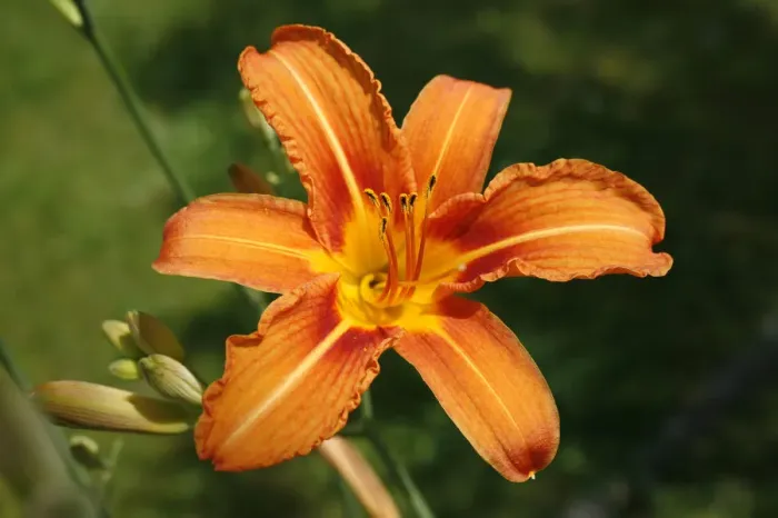 Framed Print : Lily -Lilium sp. -, flower Framed Print : Lily -Lilium sp. -, flower