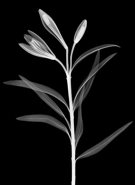 Lily (Lilium sp. ), X-ray