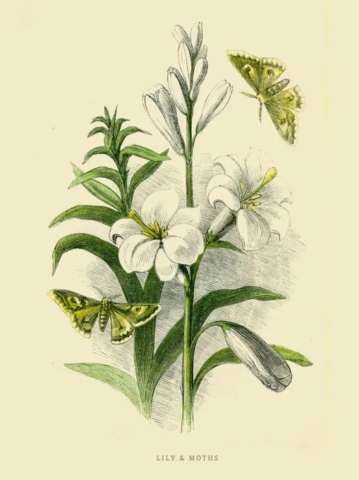 Framed Print : Lily and moths illustration 1851 Framed Print : Lily and moths illustration 1851