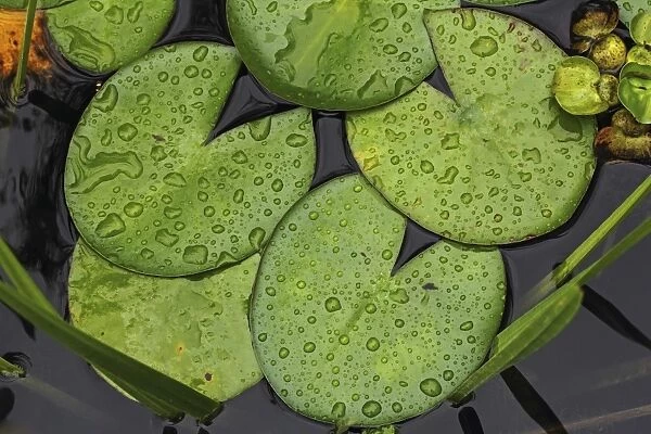 Lily pads, Water lily -Nymphaea-, with drops of water