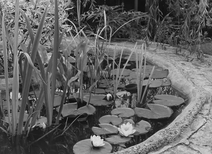 Framed Print : Lily Pond. circa 1950: A circular garden pond full of water lilies and other water plants