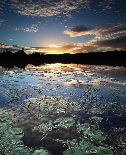 lily pond at dusk
