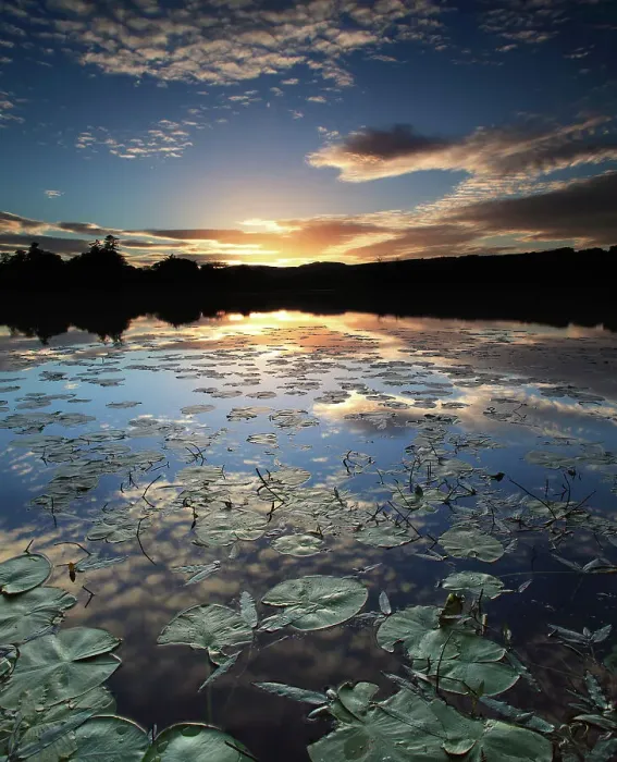 Framed Print : lily pond at dusk Framed Print : lily pond at dusk