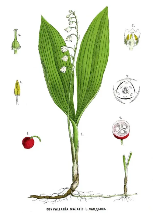 Framed Print : lily of the valley Framed Print : lily of the valley