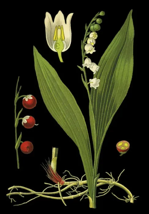 Framed Print : lily of the valley Framed Print : lily of the valley