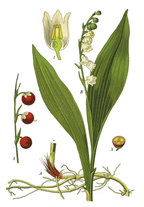 Framed Print : lily of the valley Framed Print : lily of the valley